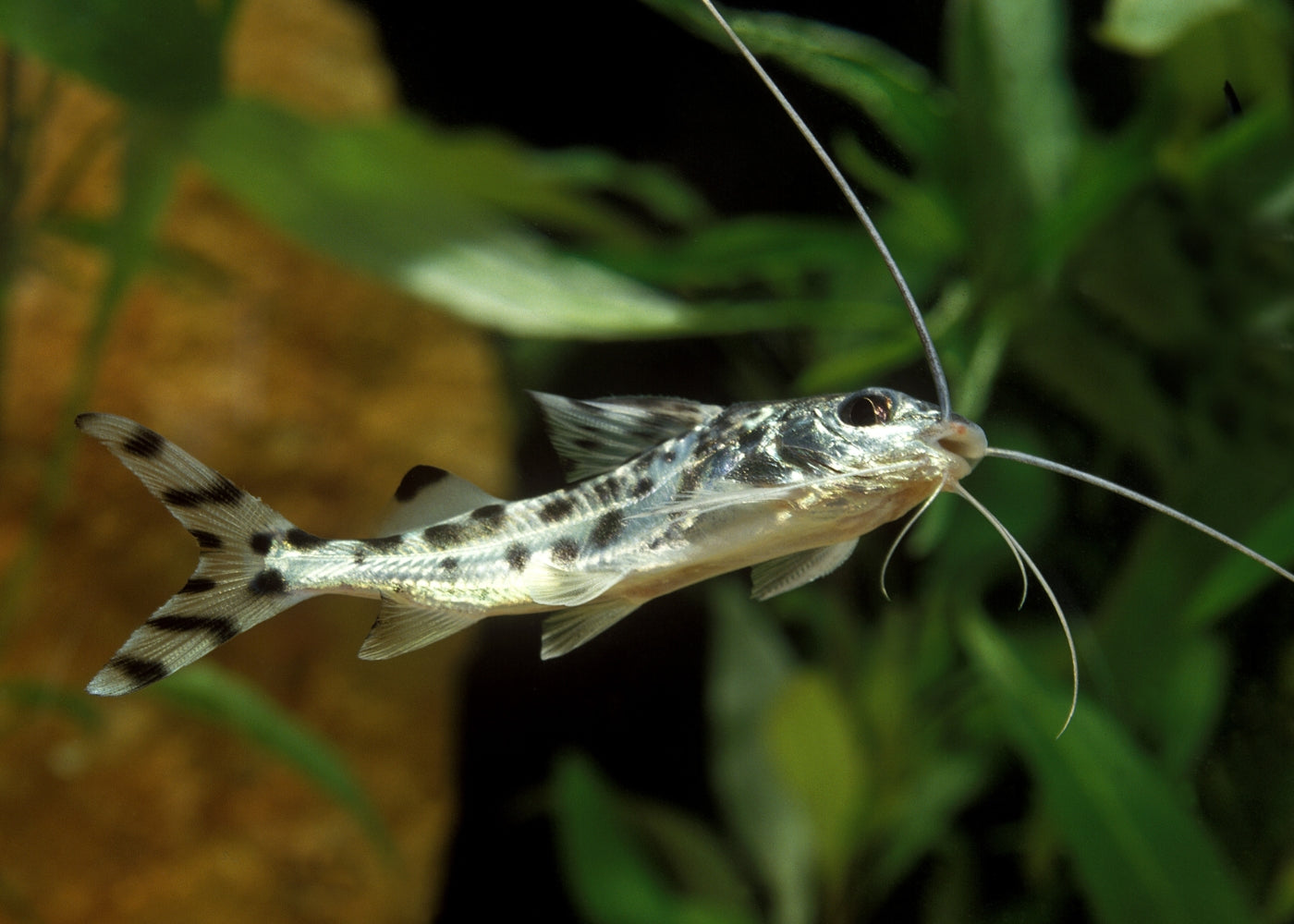 Pictus Catfish 3cm to 10cm Live Freshwater Fish| Coburg Aquarium