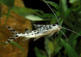 Pictus Catfish