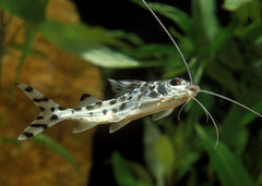 Coburg Aquarium | Pictus Catfish | Shop Aquarium Cat Fish