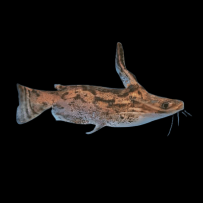 Columbian Wood Catfish