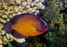 Coral Beauty Angelfish | Marine fish for sale online | Coburg Aquarium