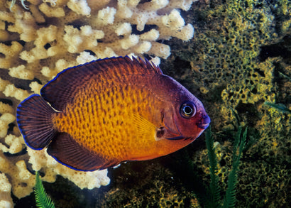 Coral Beauty Angelfish | Marine fish for sale online | Coburg Aquarium
