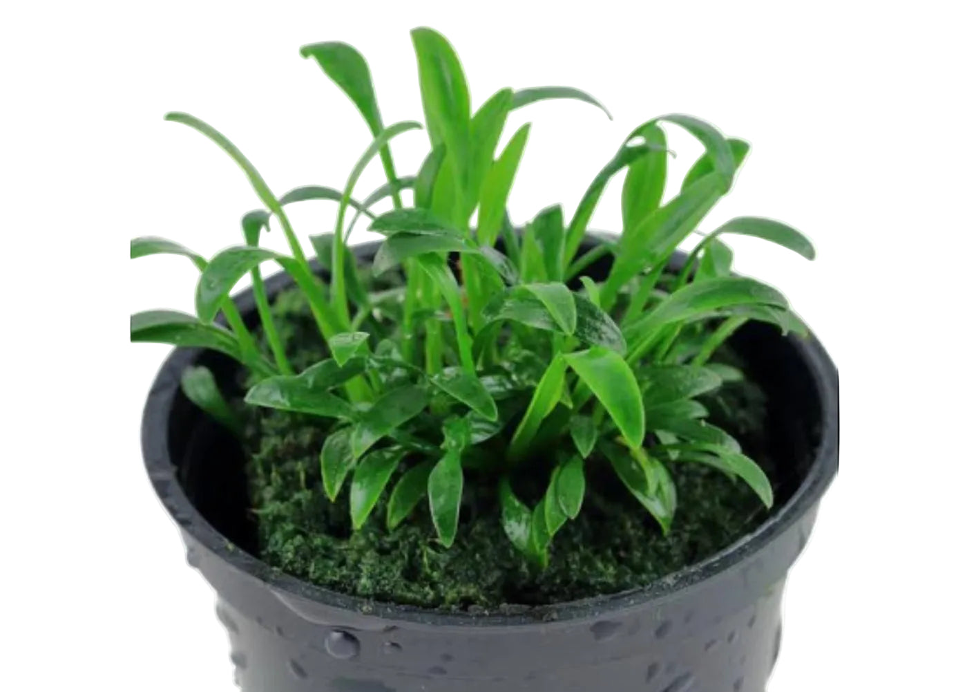 Cryptocoryne parva bare root live freshwater aquarium foreground plant