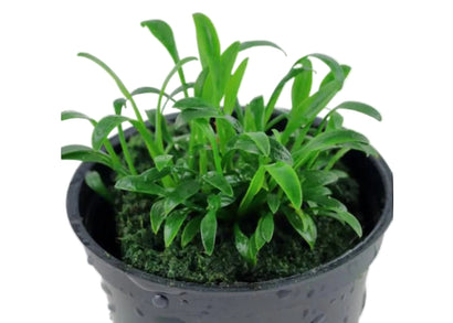 Cryptocoryne parva bare root live freshwater aquarium foreground plant