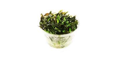 Cryptocoryne Mioya tissue culture aquarium plant cup for freshwater aquascaping and planted tanks