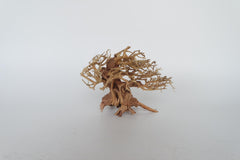 Bonsai wood- DR08-17AS - 22x18x13cm