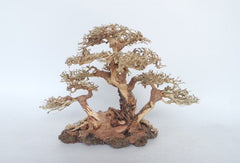 Bonsai wood- DR08-17AS - 22x18x13cm