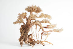 Bonsai wood- DR08-17IS - 30x20x16cm