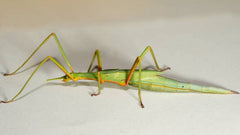 Stick Insect - Violet Winged