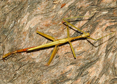 Stick Insect - Violet Winged