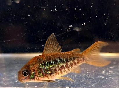 CORYDORAS PANTANALENSIS