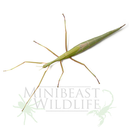 Stick Insect - Violet Winged