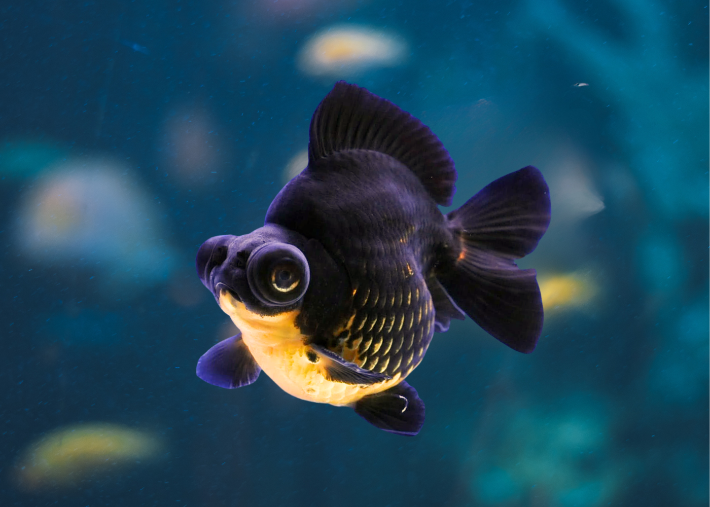 Black dragon eye deals goldfish