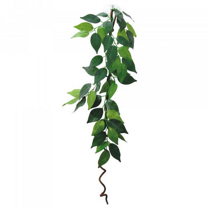 Eco Tech Hanging Ficus With Vine