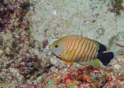 Angel - Eibli - Red Stripe Angelfish | Marine Fish For Sale Online | Coburg Aquarium