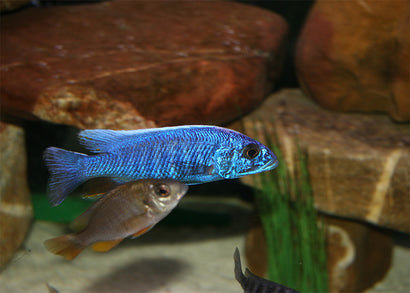 Electric Blue Cichlid
