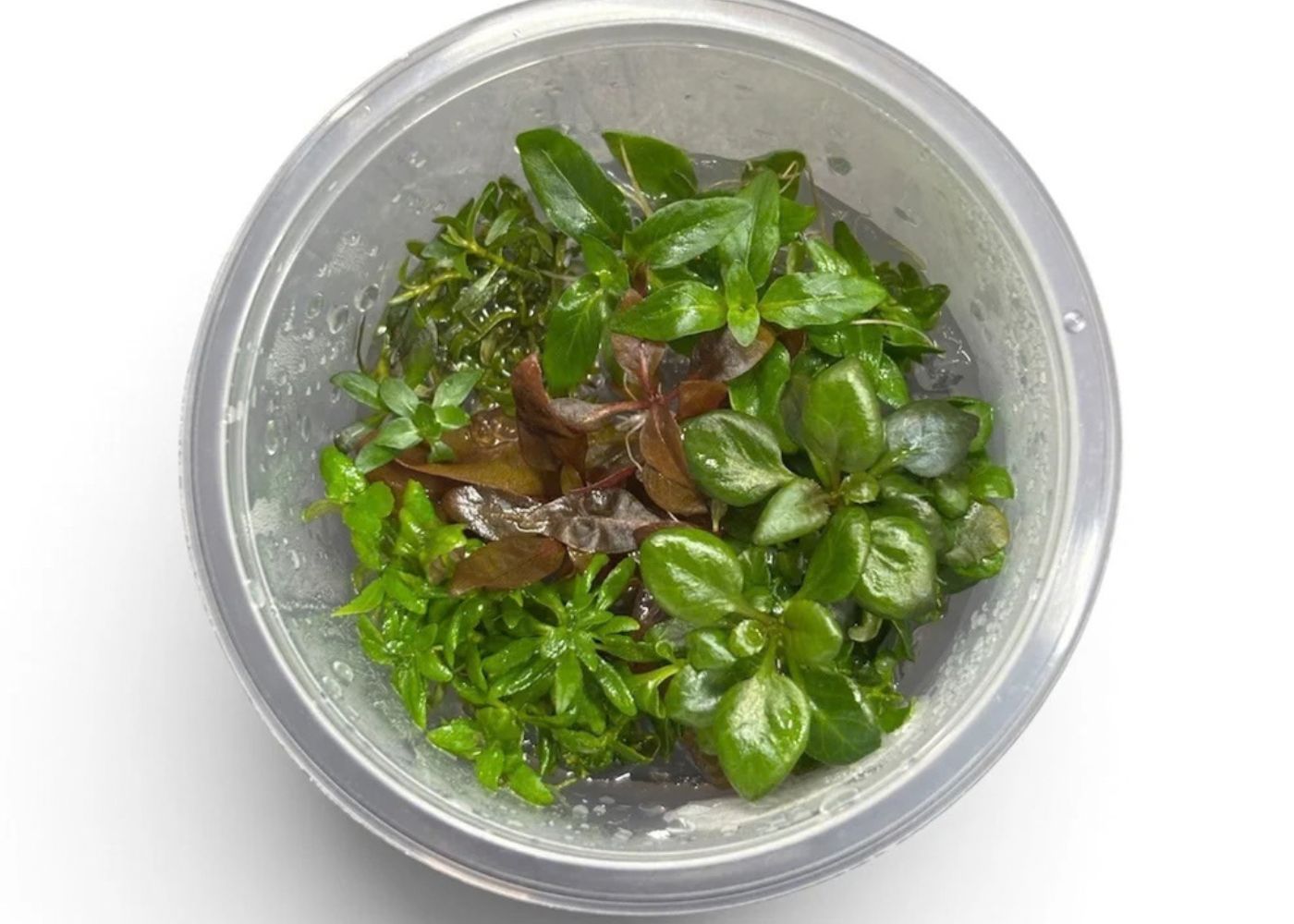 Emerald Stardust tissue culture cup with mixed green and red-brown live aquarium plants