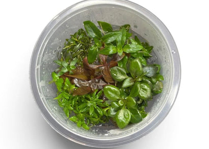 Emerald Stardust tissue culture cup with mixed green and red-brown live aquarium plants
