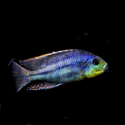 Euchilus Cichlid