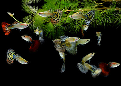 Fancy Guppies for Sale | Buy Fancy Guppy online | tropical fish | freshwater fish | aquarium fish | buy live fish | Aquarium Fish Store | Coburg Aquairum| coburgaquarium.com.au