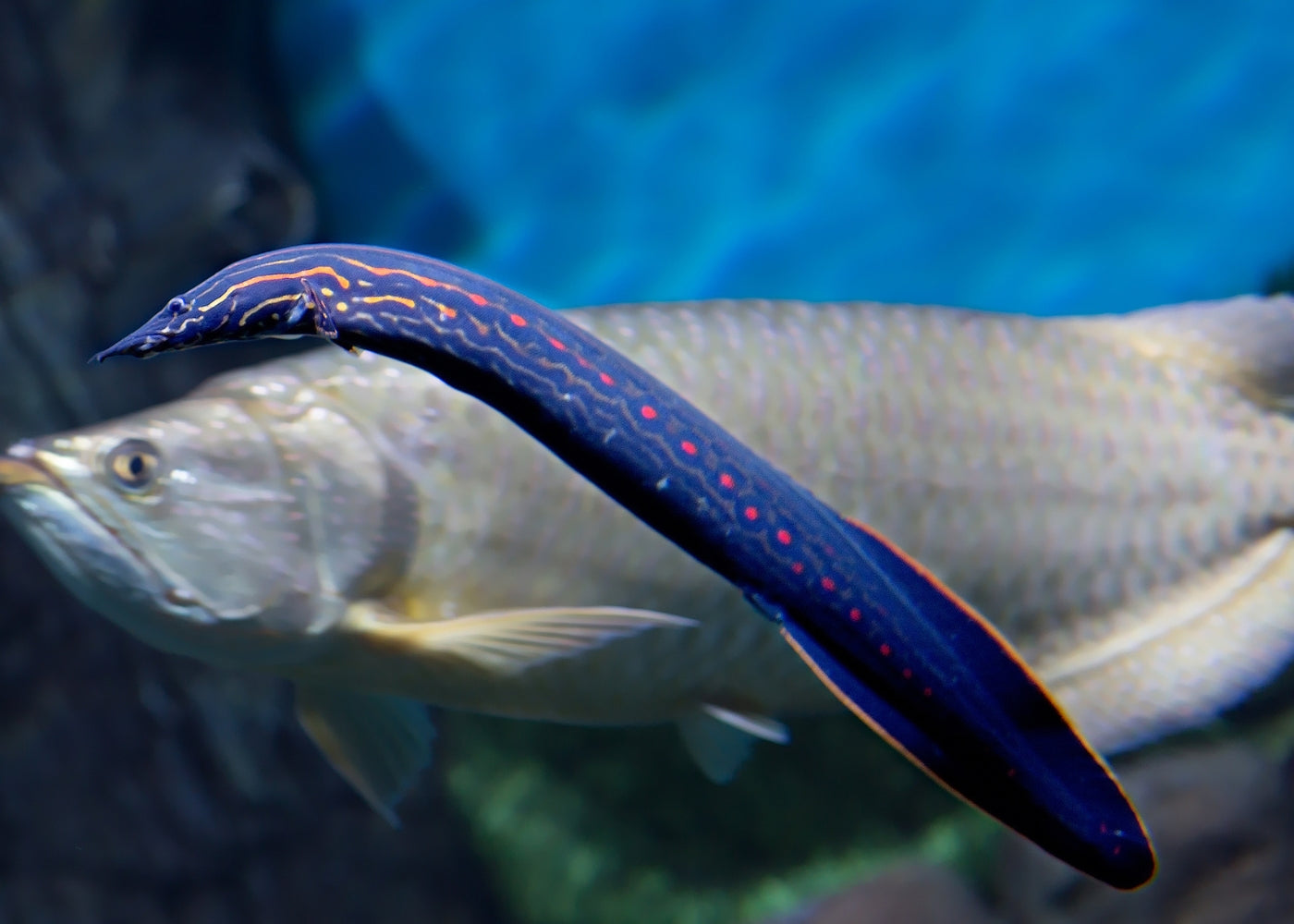 Coburg Aquarium | Fire Eel | Live fish online