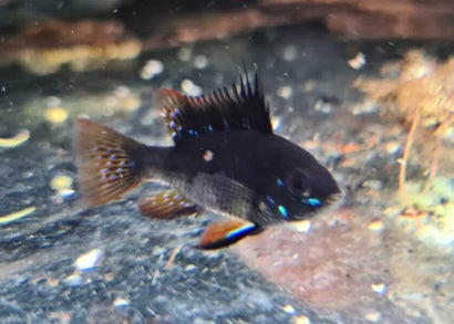 Dark Knight Ram Cichlid Fish swimming in an aquarium with a blurred background