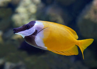 Siganus vulpinus Foxface | Marine fish for sale online | Coburg Aquarium