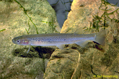 Galaxias - Obscure (Galaxias oliros) - South Australia