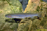 Galaxias - Obscure (Galaxias oliros) - South Australia