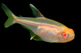 Glowlight Tetra - Albino