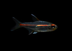 Coburg Aquarium | Glowlight Tetra | Live aquarium fish online