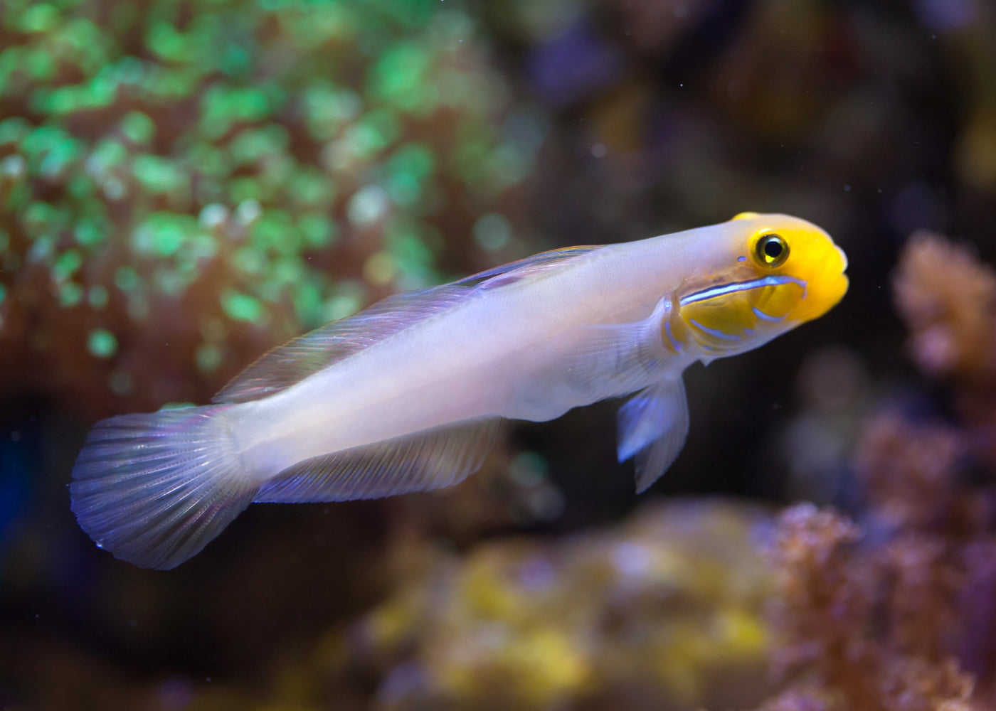 Coburg Aquarium | Gold Head Goby | Live marine fish online