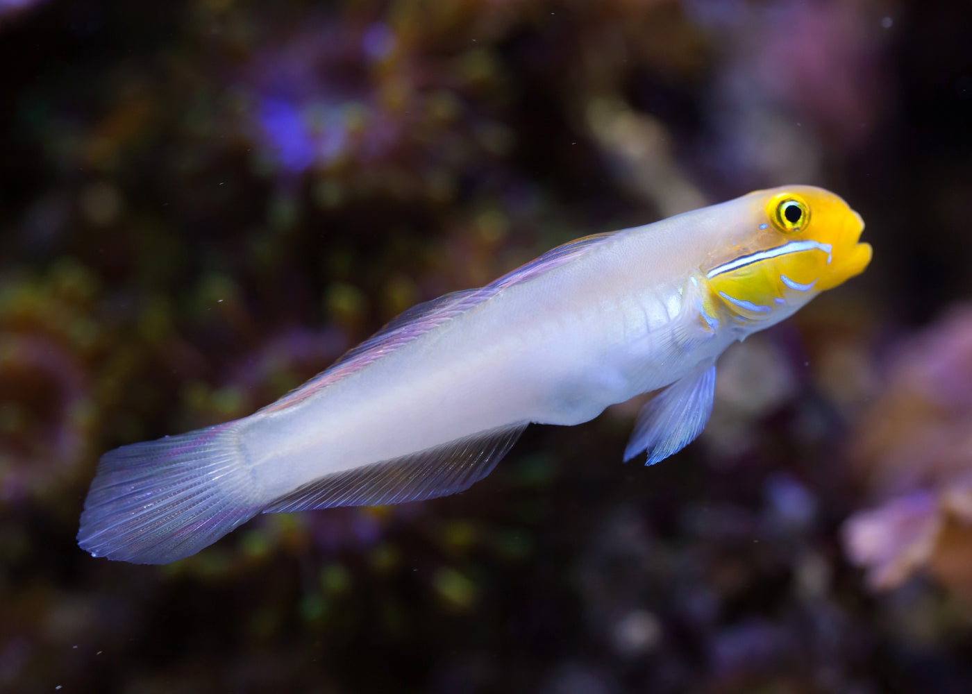 Gold Head Goby | Marine fish for sale online | Coburg Aquarium