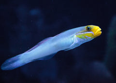 Gold Head Goby | Marine fish for sale online | Coburg Aquarium