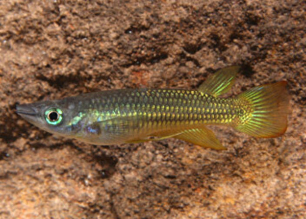 Panchax - Gold – Coburg Aquarium