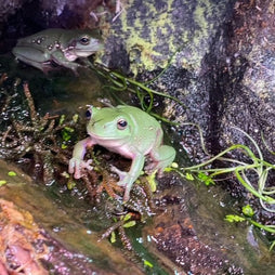 Green Tree Frog Juvenile