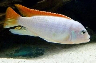 Metriaclima Greshakei