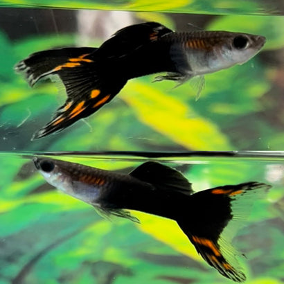 Guppy Male Black Lyretail