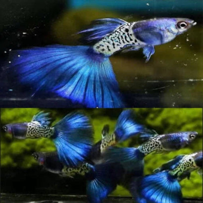 Two images of blue and black fish with large tails in an aquarium setting.