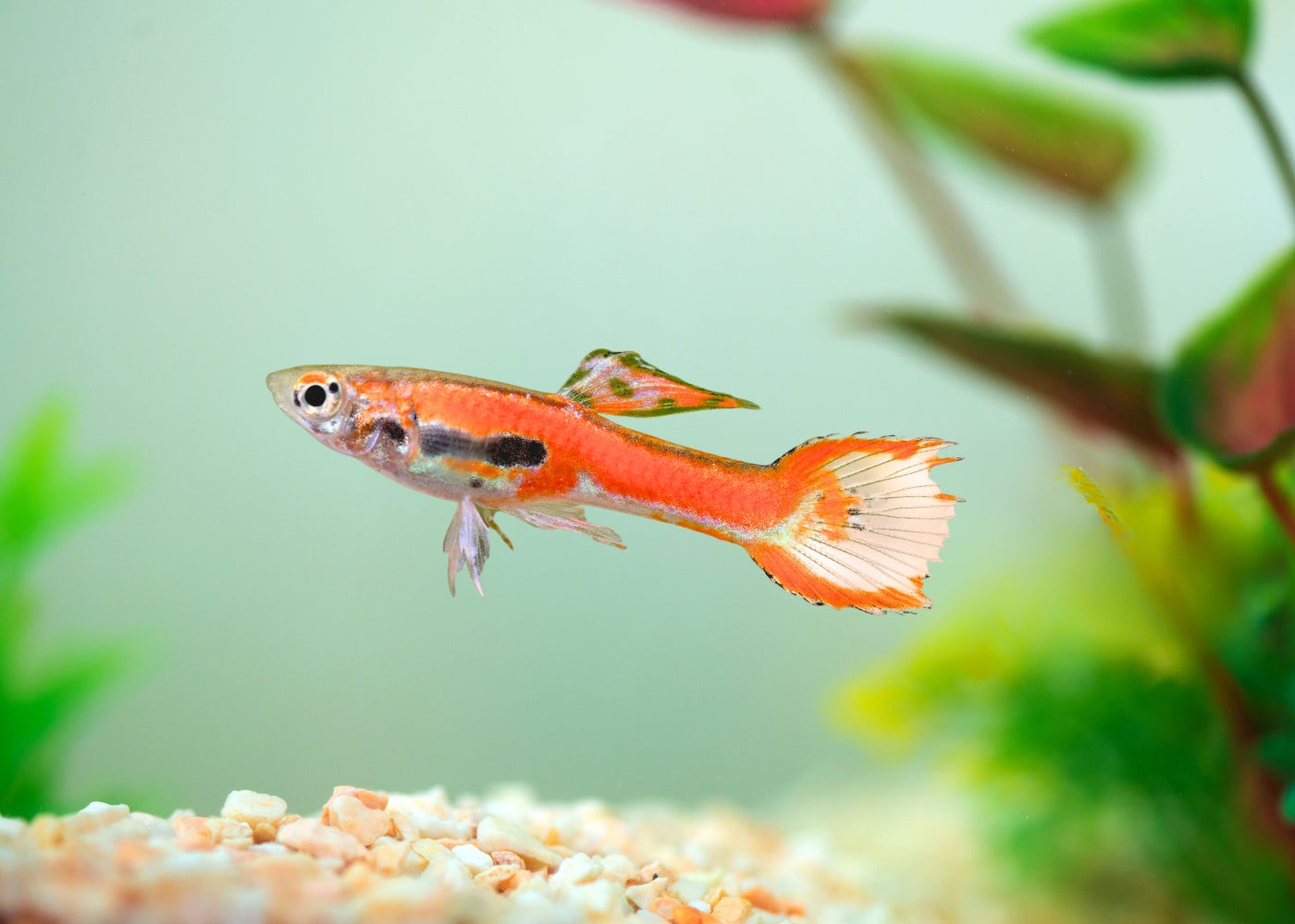 Buy the guppy endlers chilli red in coburg aquarium store | free delivery over $199 | A wide range of Aquarium Fish | Online Aquarium Store 