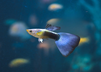 Guppy Male Blue Sapphire