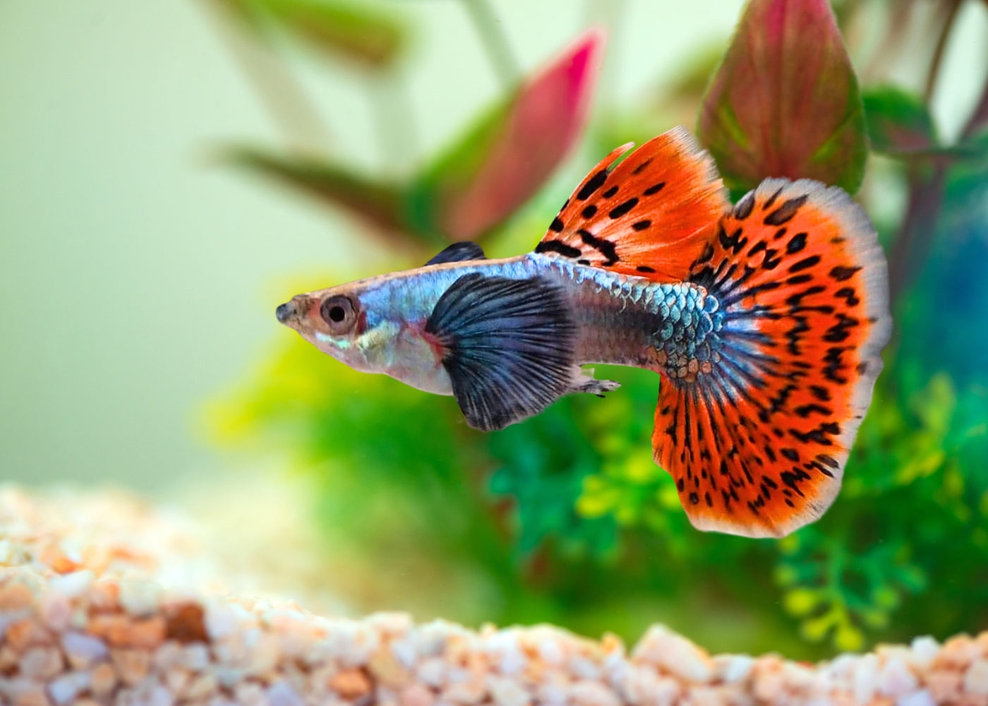 fish tank accessories online australia Guppy Male Elephant Ear Red Mosaic |Buy Aquarium Fish Coburg Aquarium