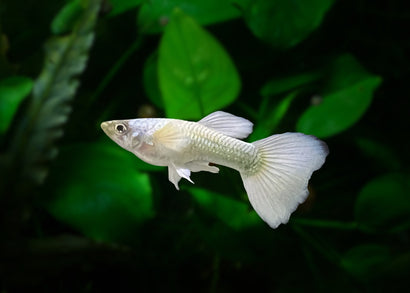 guppy male luminous white - buy fancy guppy in coburg aquairum online store | aquarium store in Australia | www.coburgaquarium.com