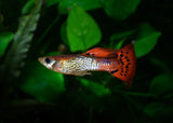 Guppy Male Red Cap Cobra