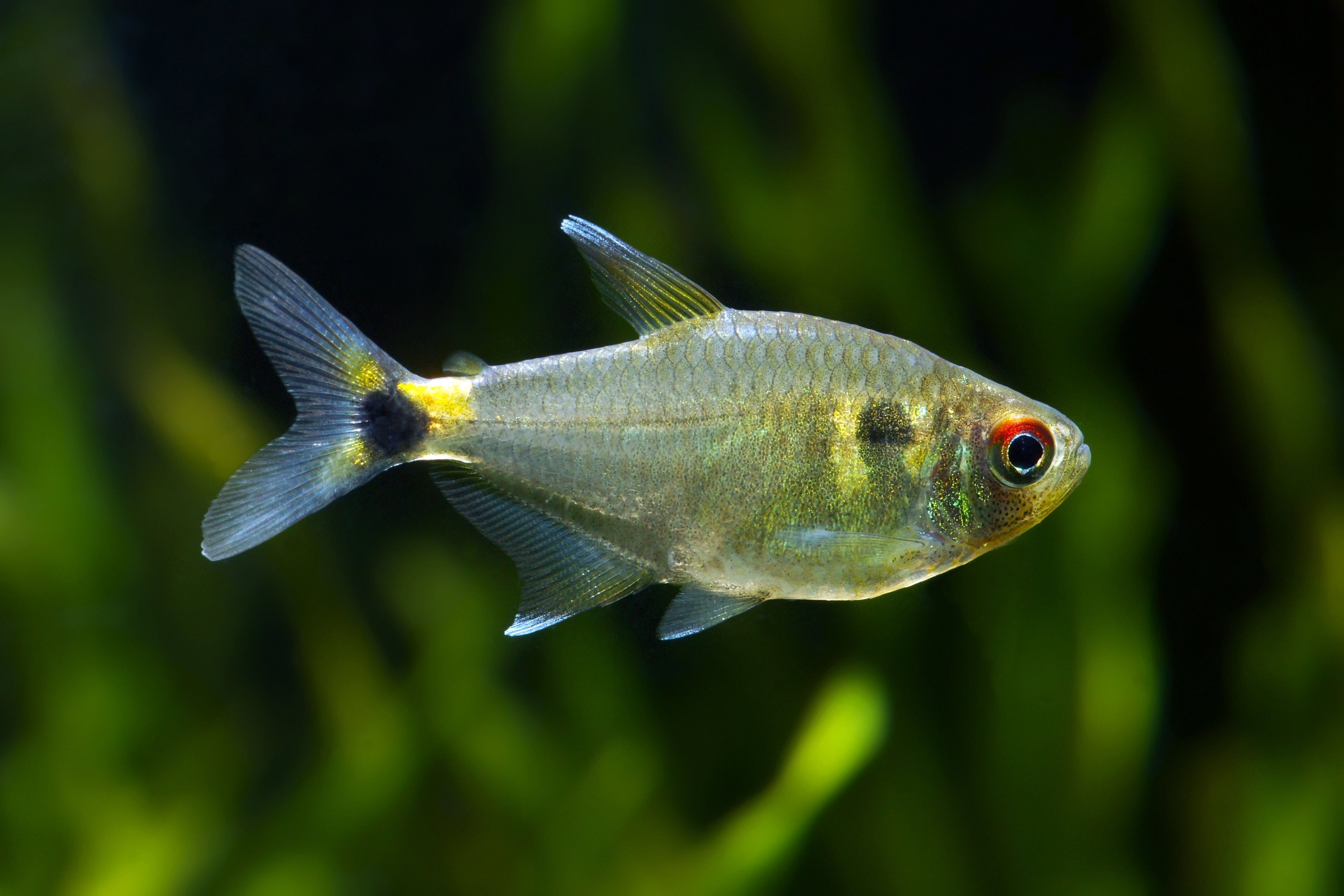 Head and Tail Light Tetra