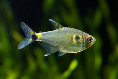 Head & Tail Light Tetra