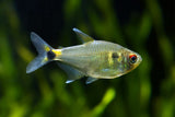 Head & Tail Light Tetra