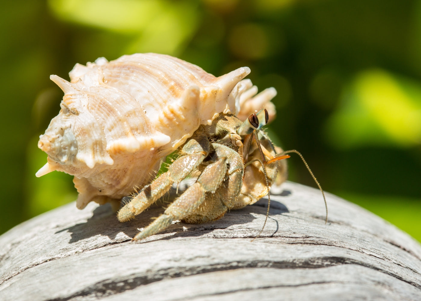 Land Hermit Crab - Medium