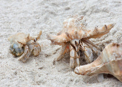 Hermit Crab $ 3.95