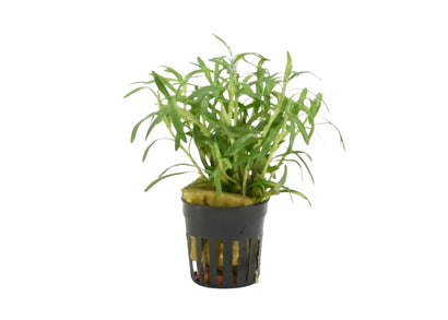 Heteranthera zosterifolia Stargrass potted aquarium plant with narrow bright green leaves